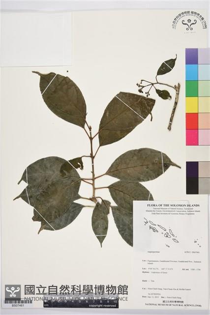 登錄號:BS07481藏品圖，第1張