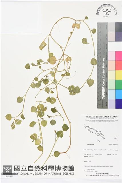 登錄號:BS06281藏品圖，第1張