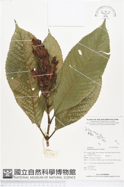 金葉木藏品圖，第1張