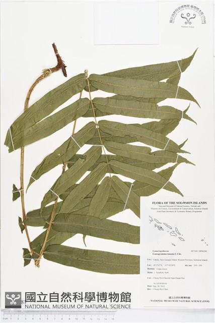 登錄號:BP00281藏品圖，第1張