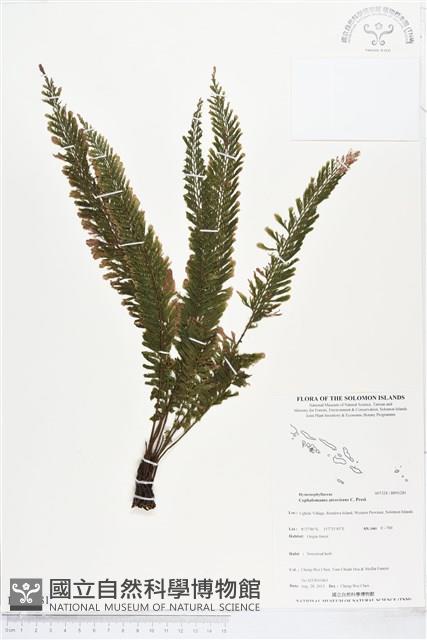 登錄號:BP01281藏品圖，第1張