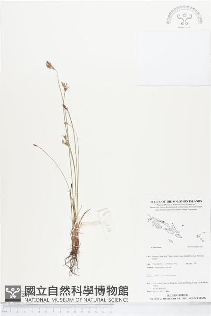 登錄號:BS05281藏品圖，第1張