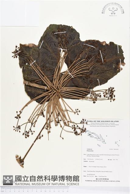 登錄號:BS04281藏品圖，第1張