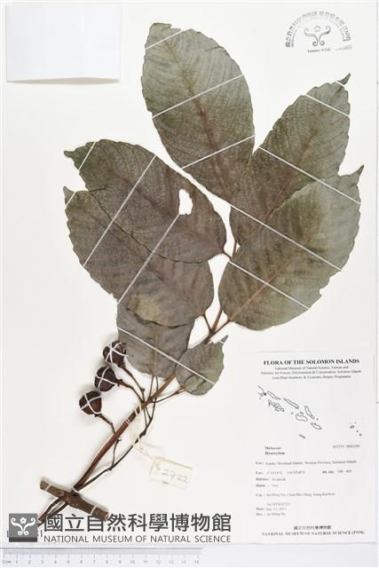 登錄號:BS03281藏品圖，第1張