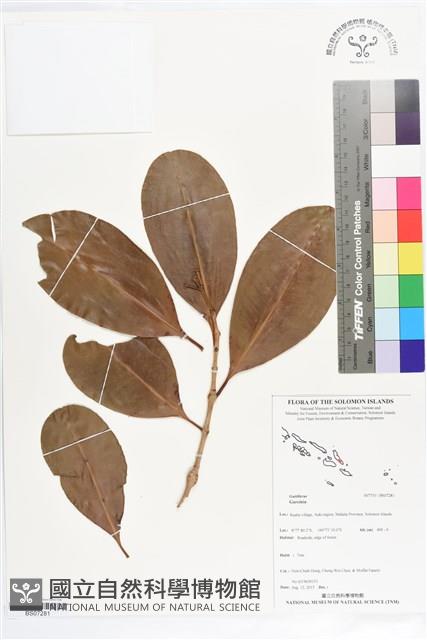 Accession Number:BS07281 Collection Image