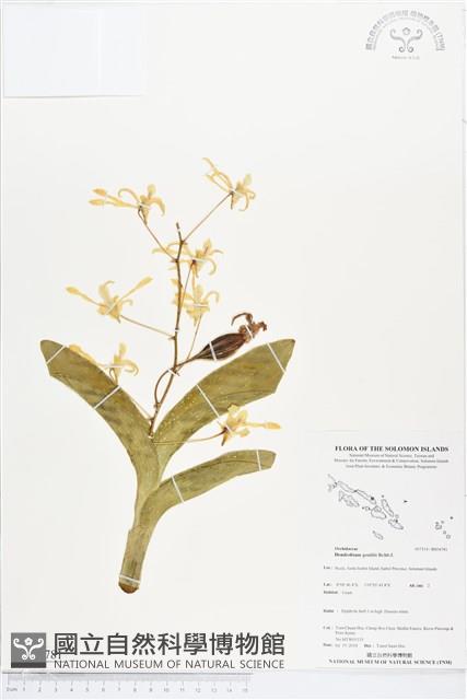 登錄號:BS04781藏品圖，第1張