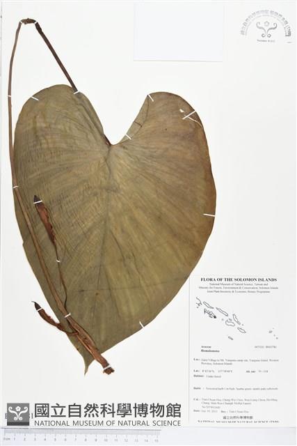 登錄號:BS03781藏品圖，第1張