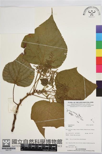 登錄號:BS07781藏品圖，第1張