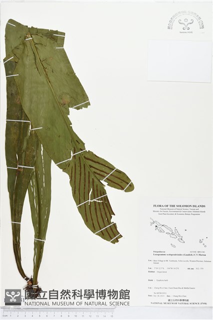 登錄號:BP01581藏品圖，第1張