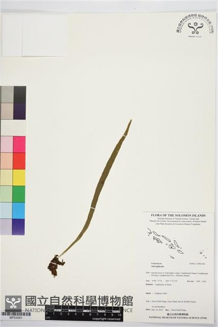 登錄號:BP03581藏品圖，第1張