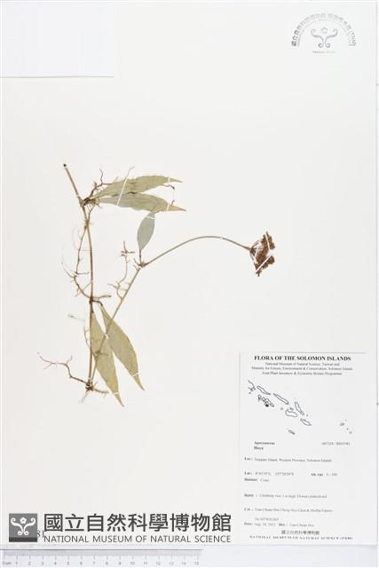 登錄號:BS03581藏品圖，第1張