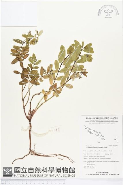 濱大戟藏品圖，第1張