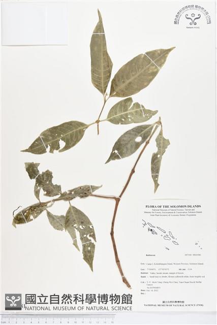 登錄號:BS01981藏品圖，第1張