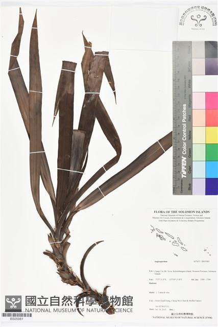 登錄號:BS05981藏品圖，第1張