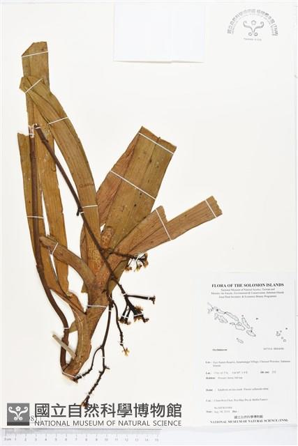 登錄號:BS04981藏品圖，第1張