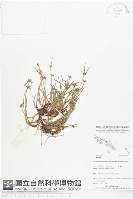 登錄號:BS03981藏品圖，第1張