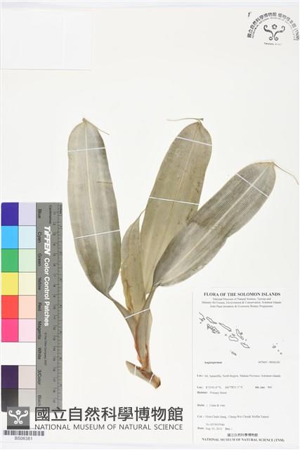 登錄號:BS06381藏品圖，第1張