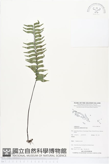 單邊鐵角蕨藏品圖，第1張