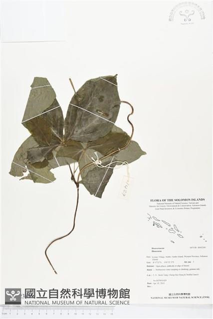 登錄號:BS02381藏品圖，第1張