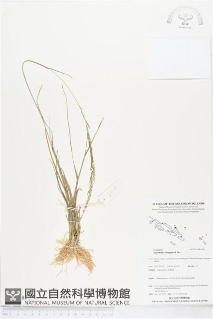 釣耜草藏品圖，第1張