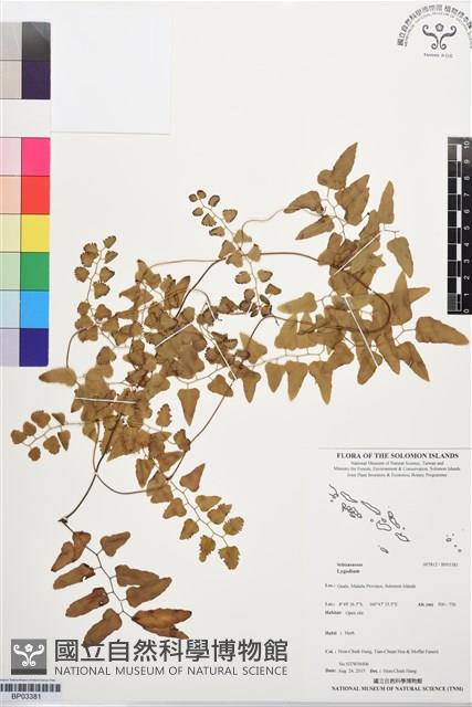 Accession Number:BP03381 Collection Image