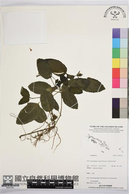 登錄號:BS07381藏品圖，第1張