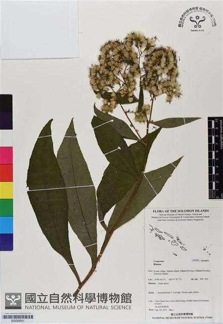 登錄號:BS06891藏品圖，第1張
