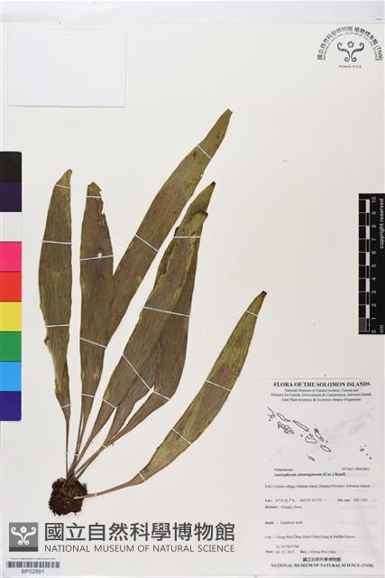 登錄號:BP02891藏品圖，第1張