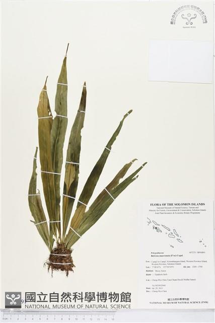 尖嘴蕨藏品圖，第1張