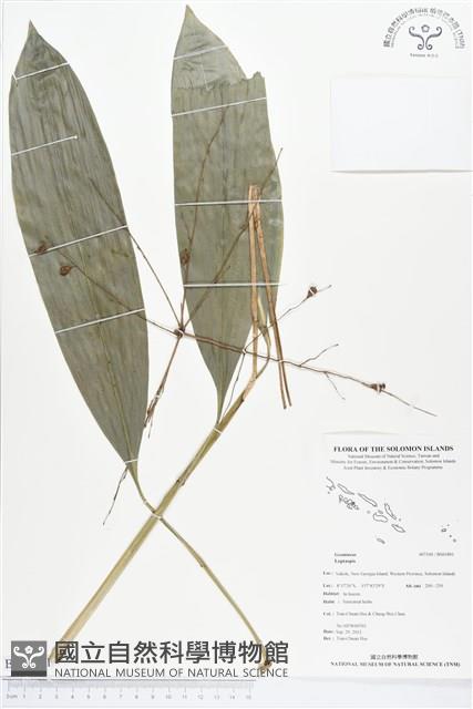 登錄號:BS01891藏品圖，第1張