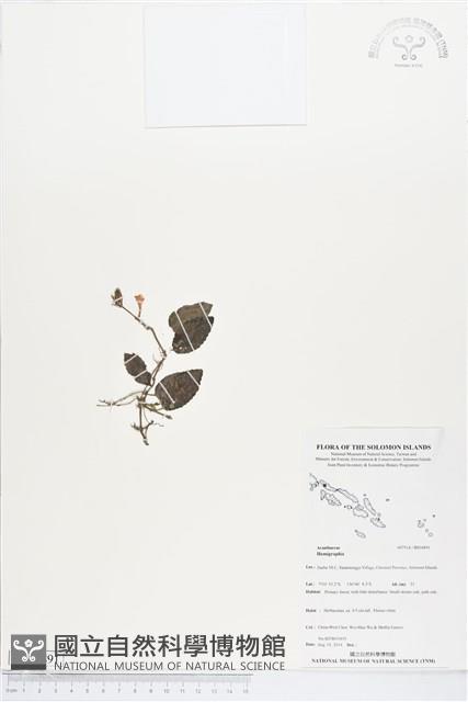 登錄號:BS04891藏品圖，第1張