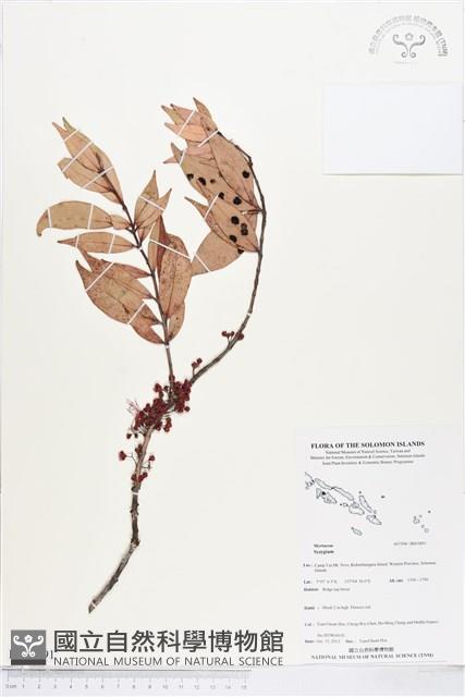 登錄號:BS03891藏品圖，第1張