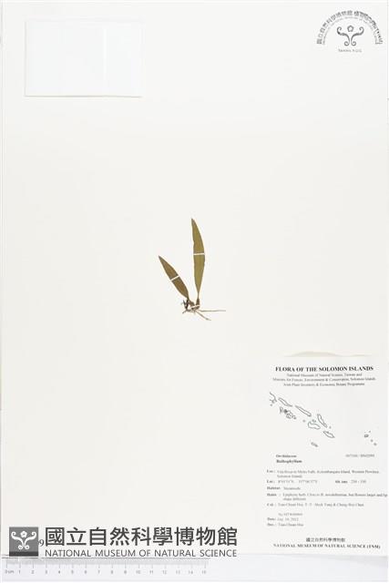 登錄號:BS02091藏品圖，第1張