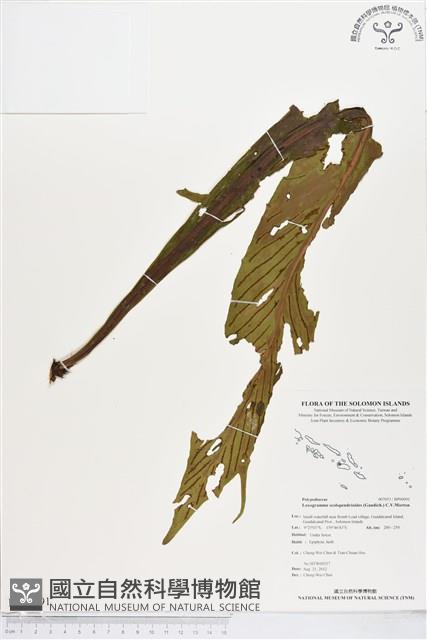 登錄號:BP00091藏品圖，第1張