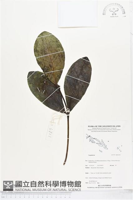 登錄號:BS05091藏品圖，第1張