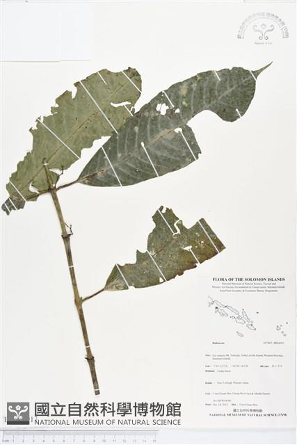 登錄號:BS04091藏品圖，第1張