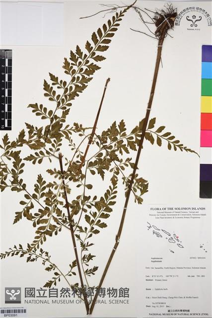 登錄號:BP03091藏品圖，第1張