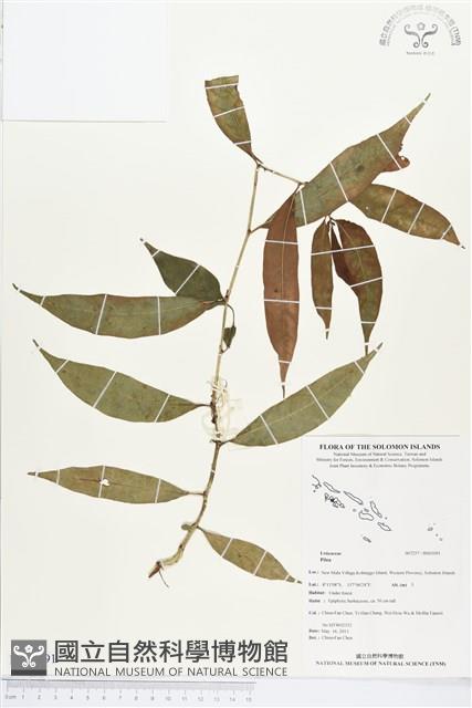 登錄號:BS03091藏品圖，第1張