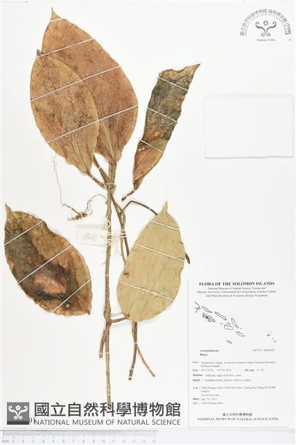 登錄號:BS02691藏品圖，第1張