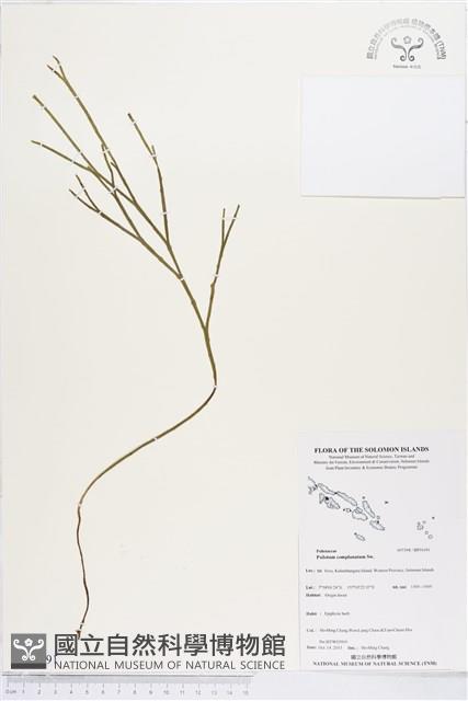 垂枝松葉蕨藏品圖，第1張