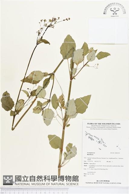 登錄號:BS02191藏品圖，第1張