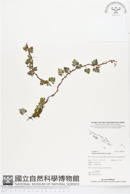 登錄號:BP00191藏品圖，第1張