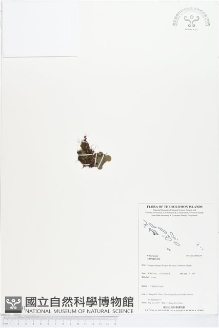 登錄號:BP01191藏品圖，第1張