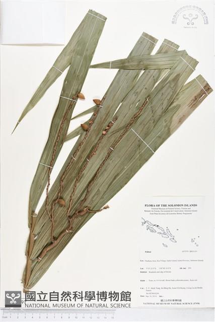 登錄號:BS05191藏品圖，第1張