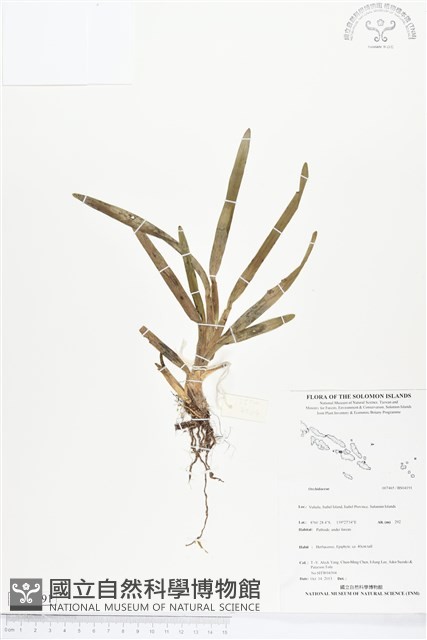 登錄號:BS04191藏品圖，第1張