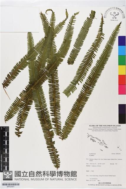 登錄號:BP02491藏品圖，第1張