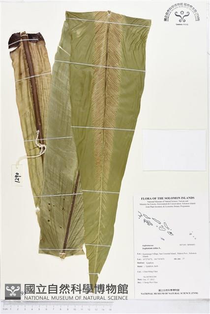 臺灣山蘇花藏品圖，第1張