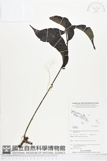 登錄號:BS05491藏品圖，第1張