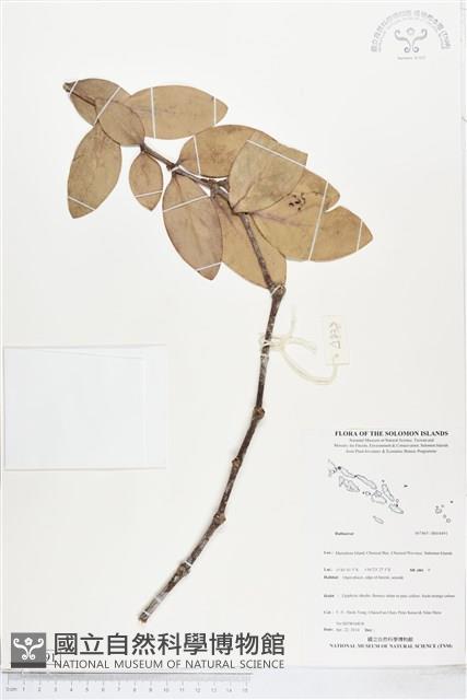 登錄號:BS04491藏品圖，第1張