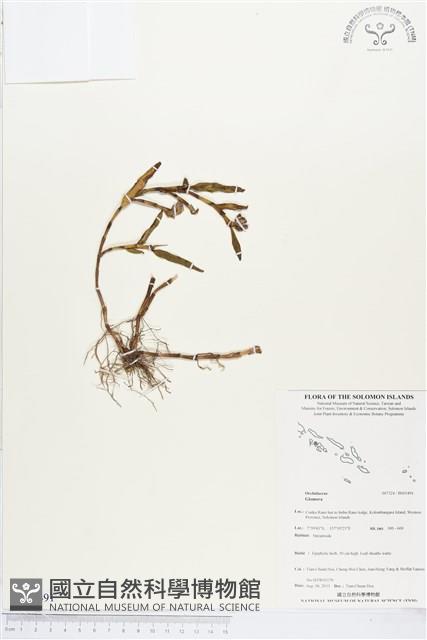 登錄號:BS03491藏品圖，第1張